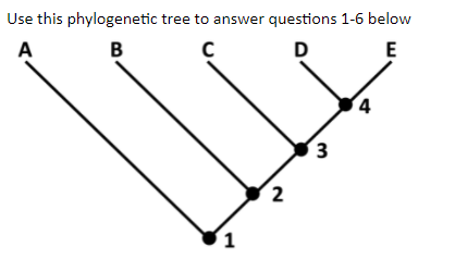 Solved Use This Phylogenetic Tree To Answer Questions 1-6 | Chegg.com