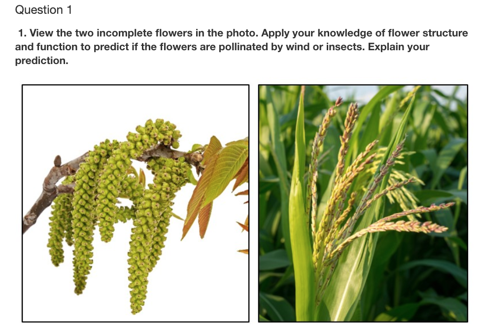 Solved Question 1 1. View the two flowers in the