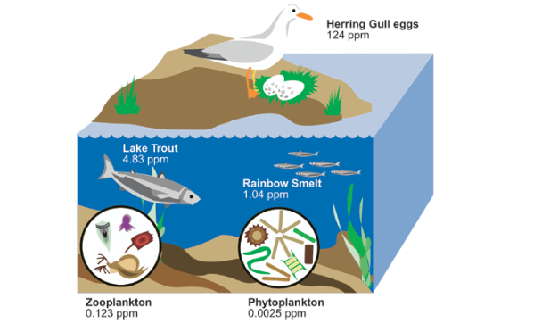 Solved Lake Food Chain: Place the organisms in the correct | Chegg.com