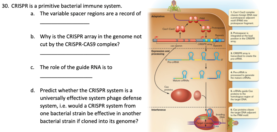 CRISPR is a primitive bacterial immune system.
a. The variable spacer regions are a record of
b. Why is the CRISPR array in t