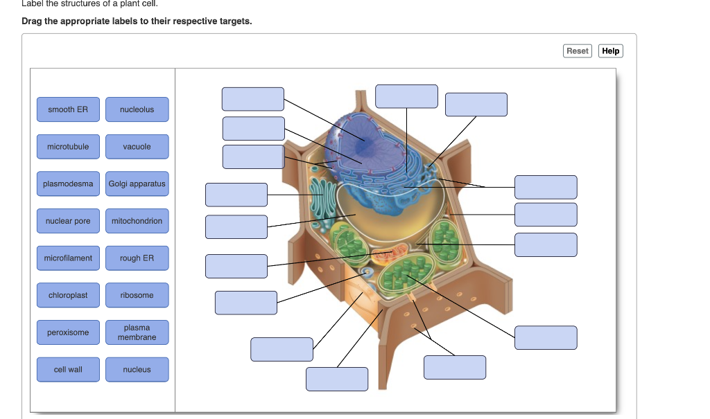 Solved Label the structures of an animal cell. Drag the | Chegg.com