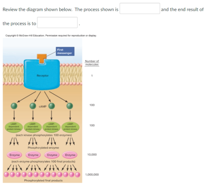 Solved Review the diagram shown below. The process shown is | Chegg.com