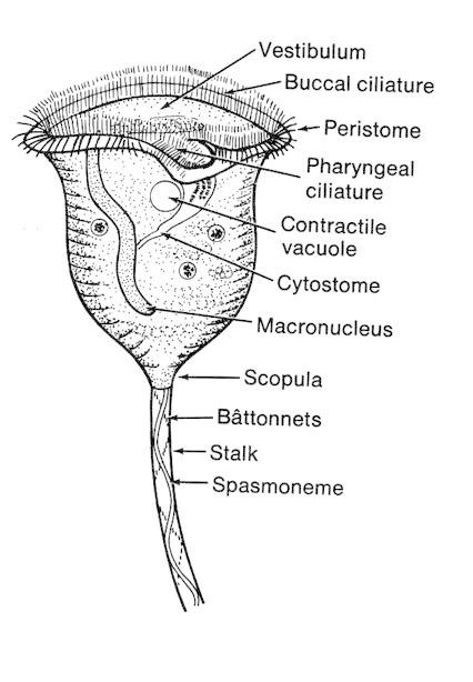 vorticella labeled nucleus
