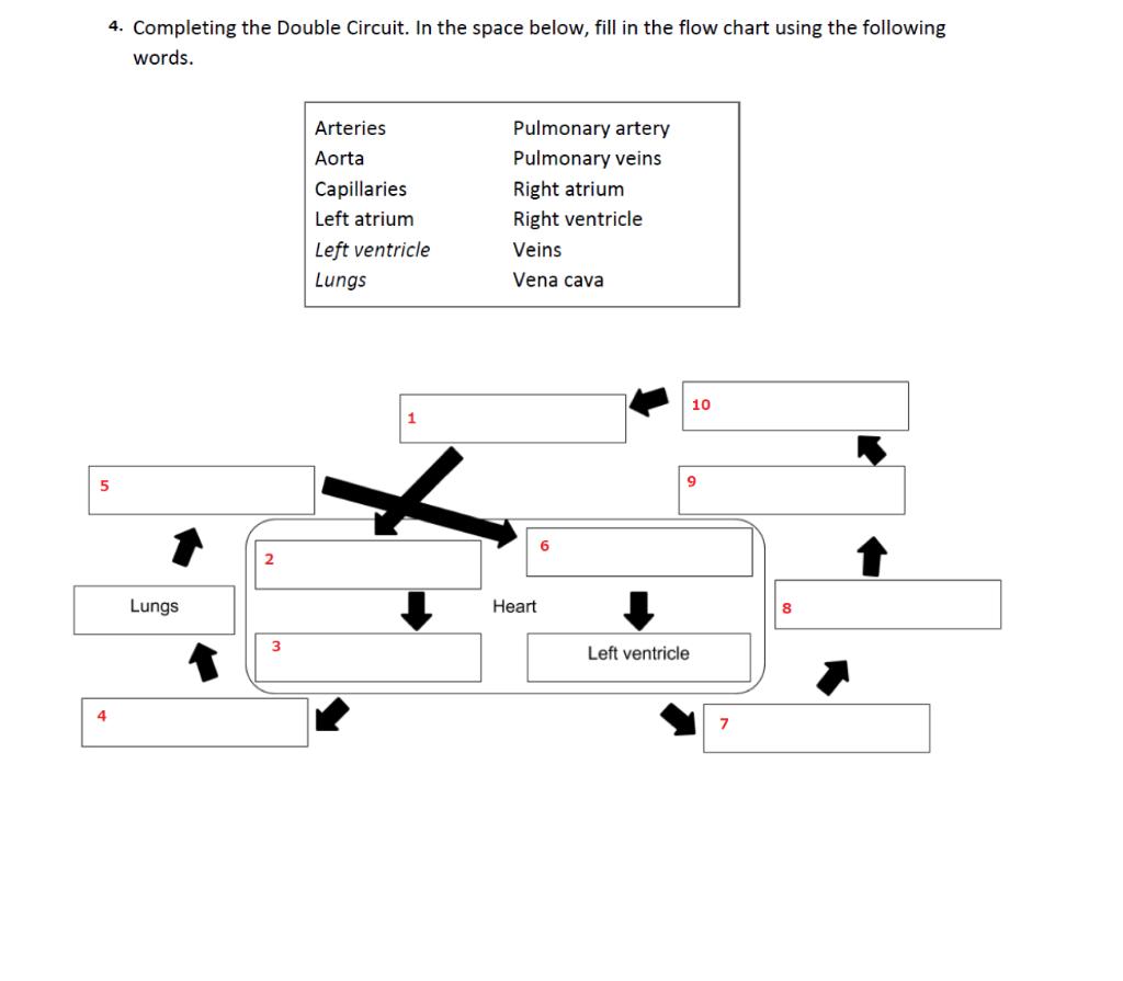 4. Completing the Double Circuit. In the space below, fill in the flow chart using the following
words.
5
4
Lungs
Arteries
Ao