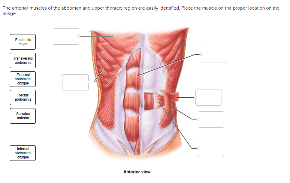 Solved The anterior muscles of the abdomen and upper