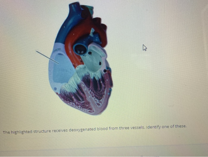 solved-identify-the-highlighted-vessel-identify-the-chegg