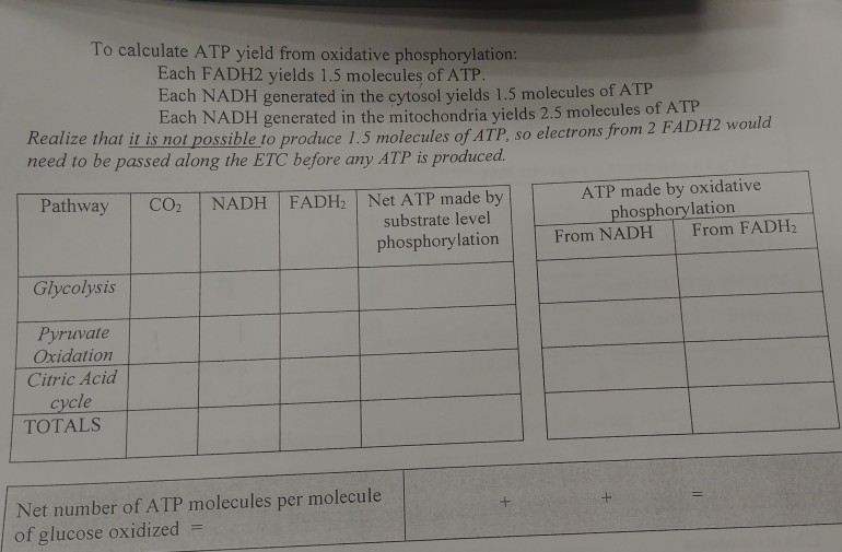 Solved To calculate ATP yield from oxidative phosphorylation