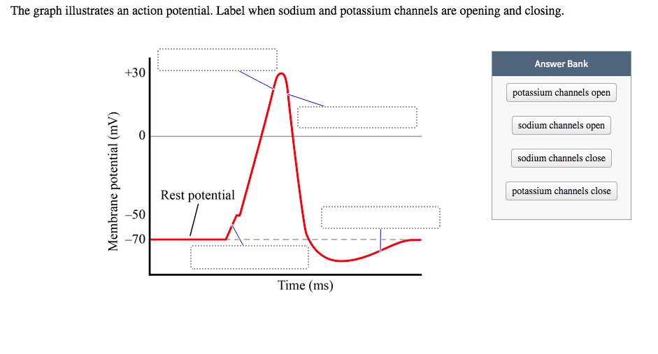 action potential graph action potential graph