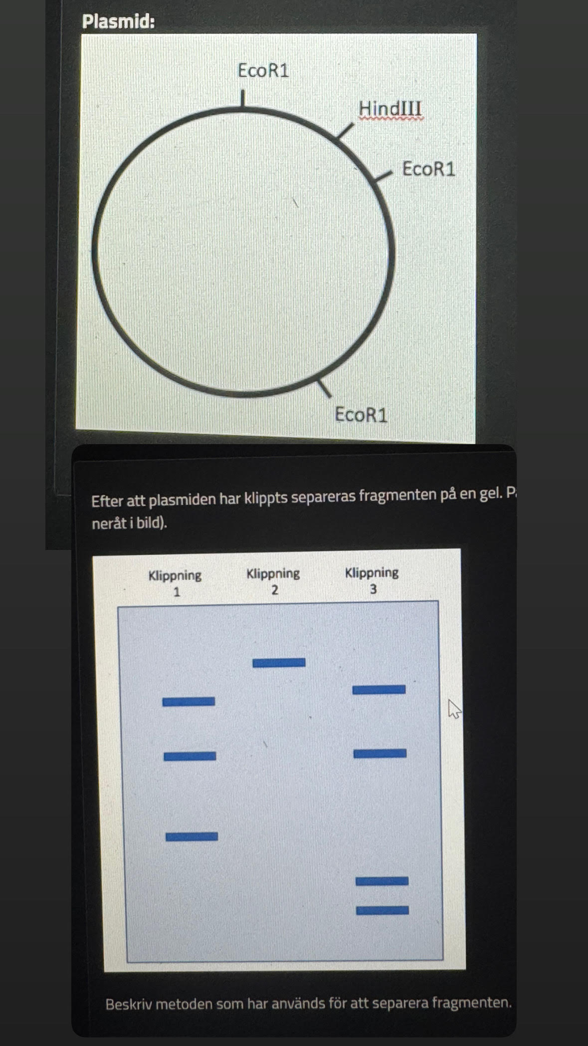Solved Task - ﻿plasmids Below is a picture of a plasmid and | Chegg.com
