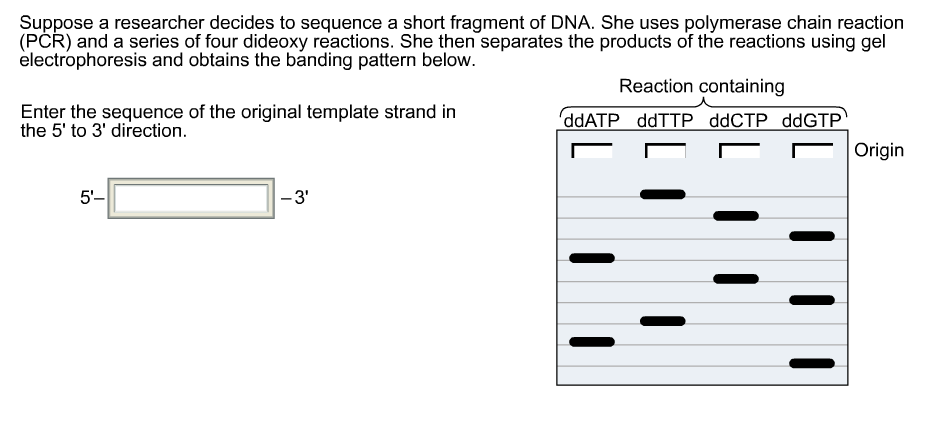 Solved Suppose a researcher decides to sequence a short | Chegg.com