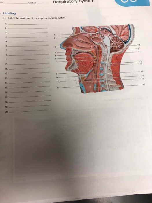 Solved Respiratory System Section_ . Labeling 1. Label The | Chegg.com