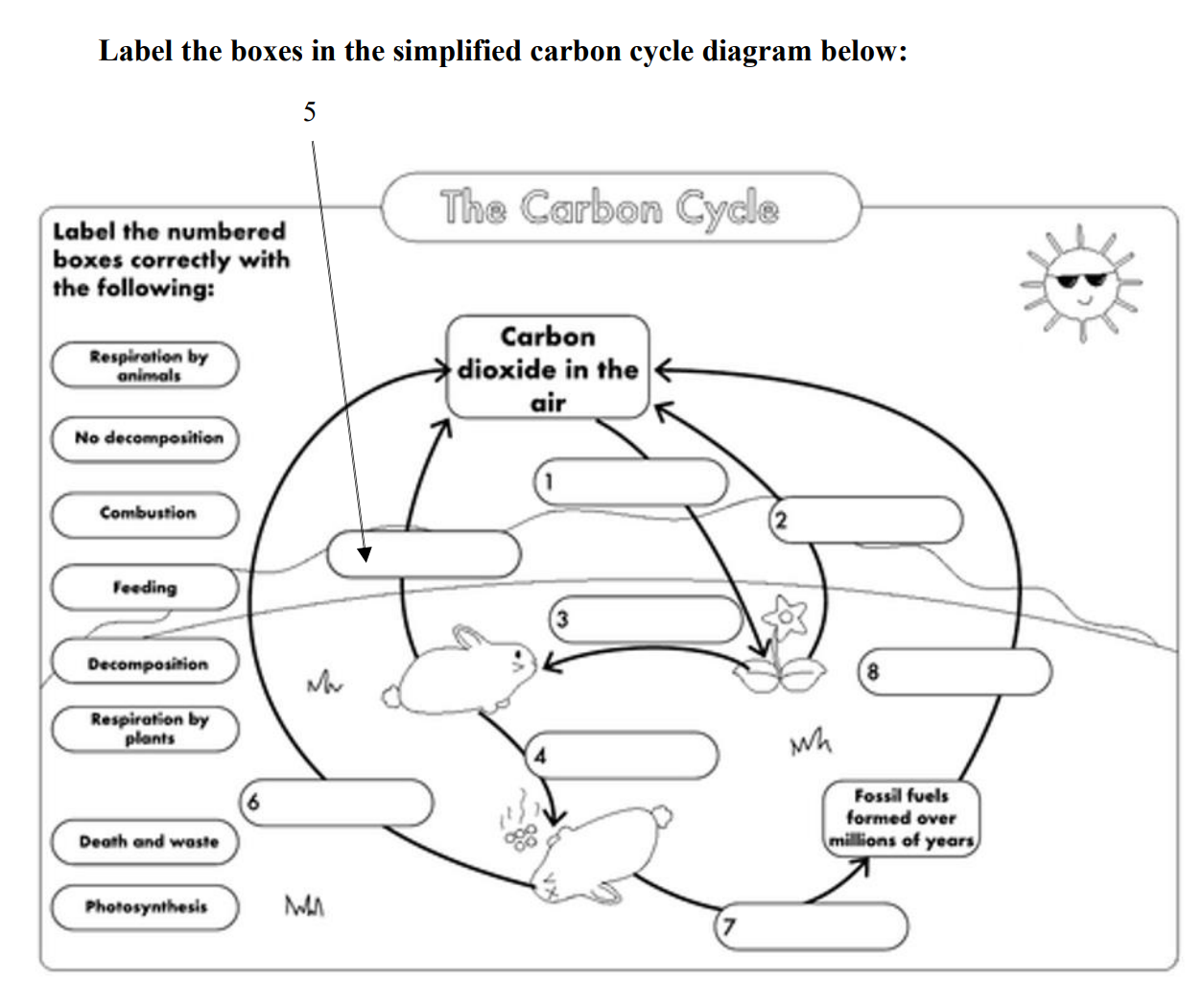 Solved Label the boxes in the simplified carbon cycle  Chegg.com Throughout The Carbon Cycle Worksheet Answers