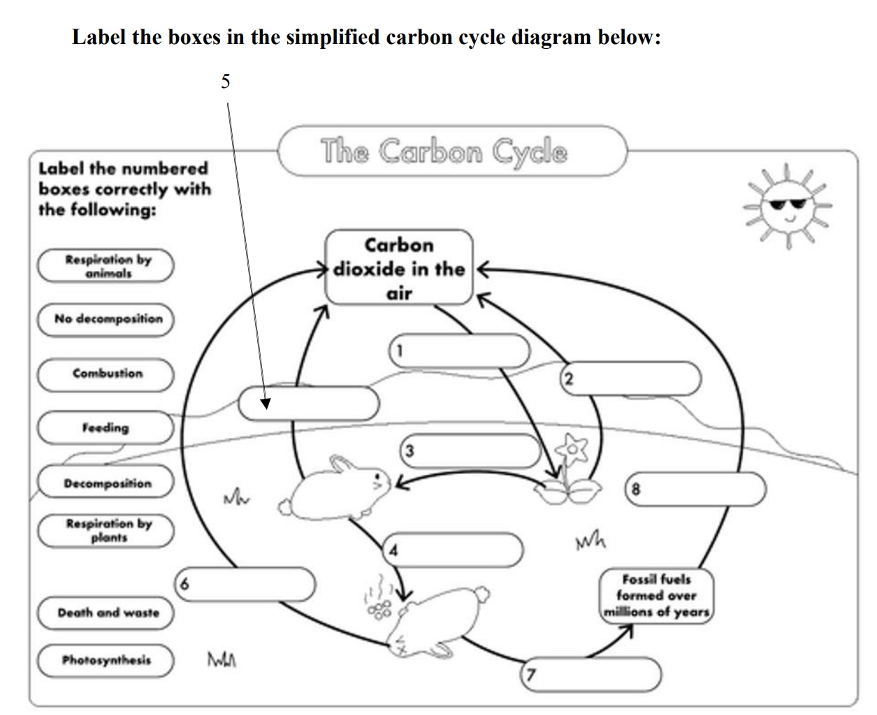 Solved Label the boxes in the simplified carbon cycle  Chegg.com For The Carbon Cycle Worksheet