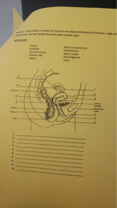 Myometrium Sagittal View