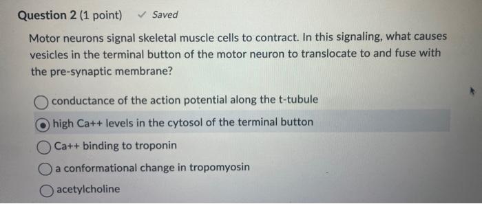 Solved Motor neurons signal skeletal muscle cells to | Chegg.com