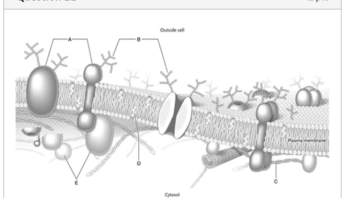 Solved Outside cell Plasma membrane Cytosol | Chegg.com