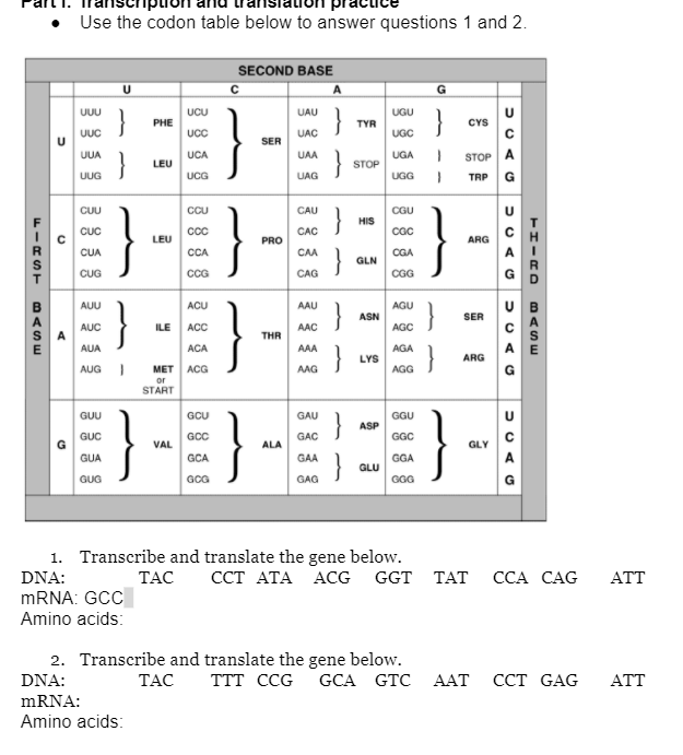 Solved Use the codon table below to answer questions 1 and | Chegg.com
