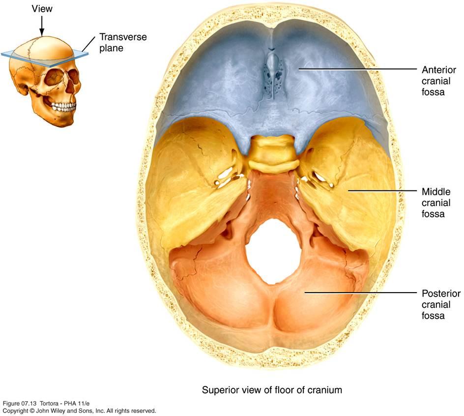chapter 7 axial skeleton flashcards chegg com chapter 7 axial skeleton flashcards chegg com