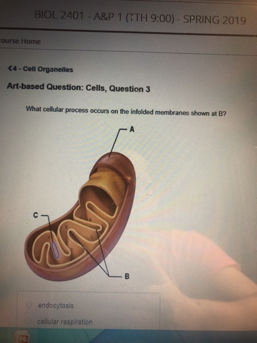 Solved BIOL 2401 - A&P 1 (TH 9:00)-SPRING 2019 ourse Home | Chegg.com