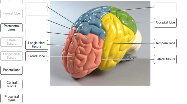brain model lobes