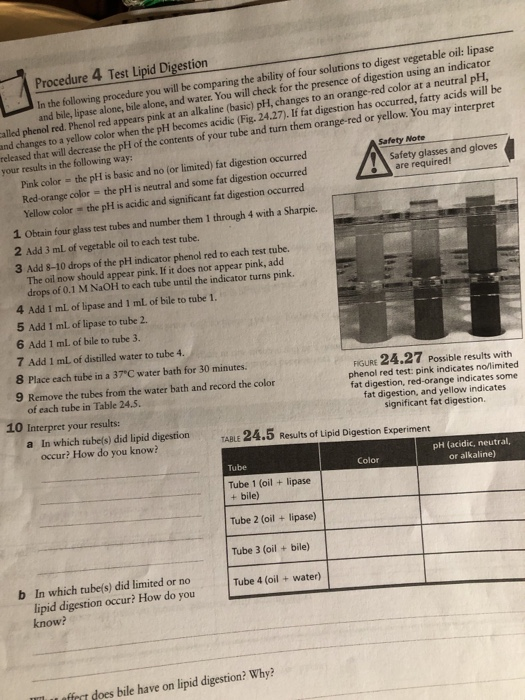 Solved Procedure 4 Test Lipid Digestion In the following | Chegg.com
