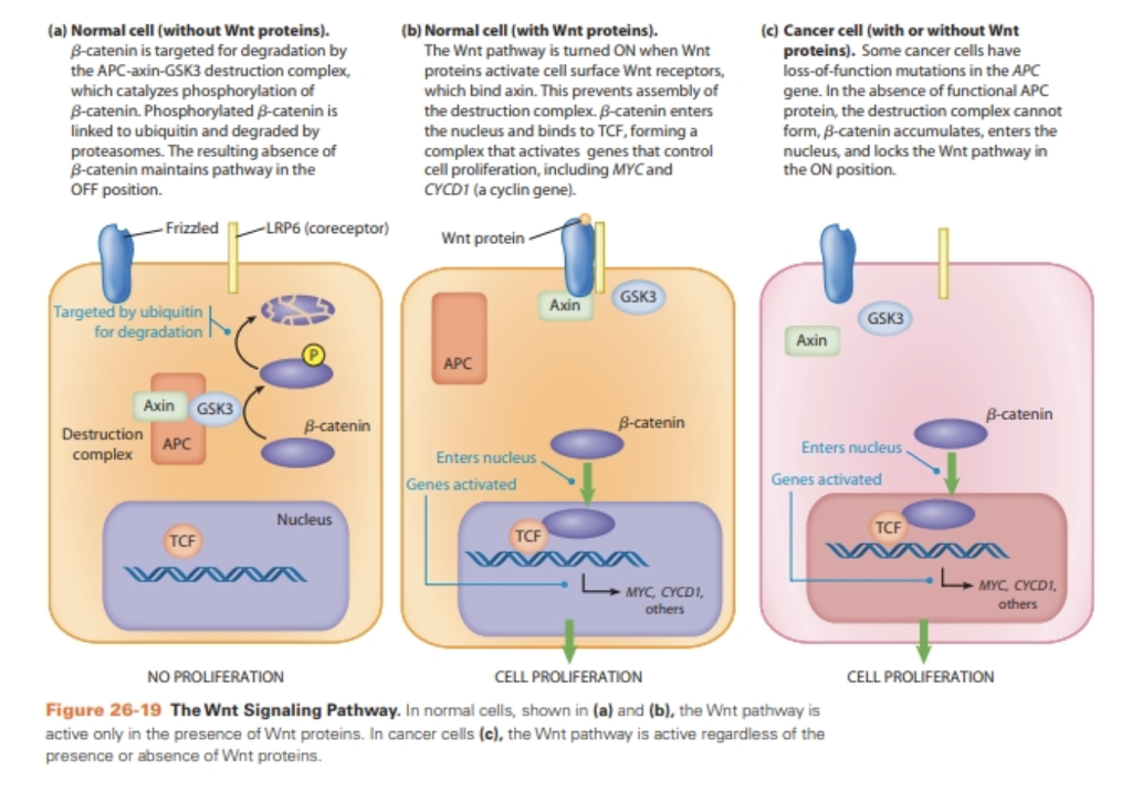 Solved Wnt signaling (1) Looking at Figure 26-19 and the | Chegg.com