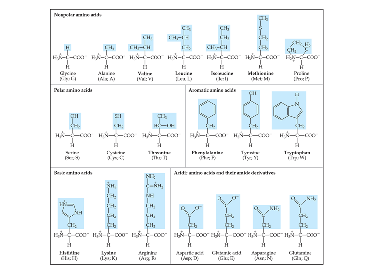 Solved Nonpolar Amino Acids Ch Ch Chs Ch3 Ch Ch2 Ch Ch Chegg Com