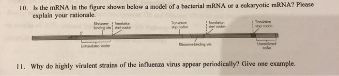 Solved 10. Is the mRNA in the figure shown below a model of | Chegg.com