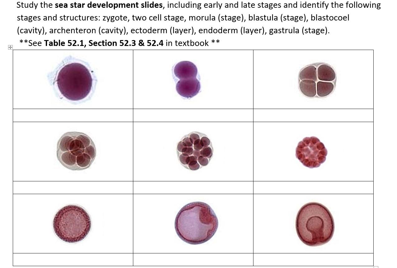 blastula slide