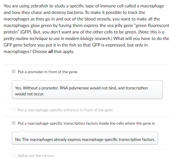 You Are Using Zebrafish To Study A Specific Type Of Chegg Com