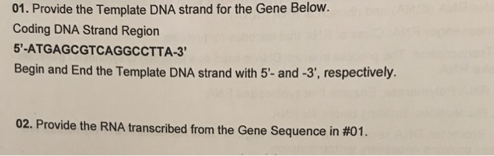 Solved 01. Provide the Template DNA strand for the Gene | Chegg.com