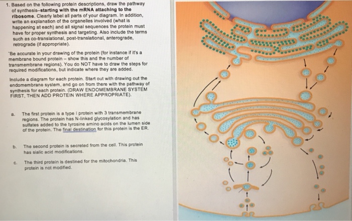 Solved 1. Based on the following protein descriptions, draw | Chegg.com