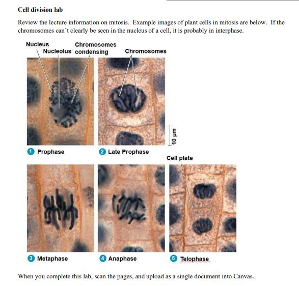 Solved Cell division lab Review the lecture information on