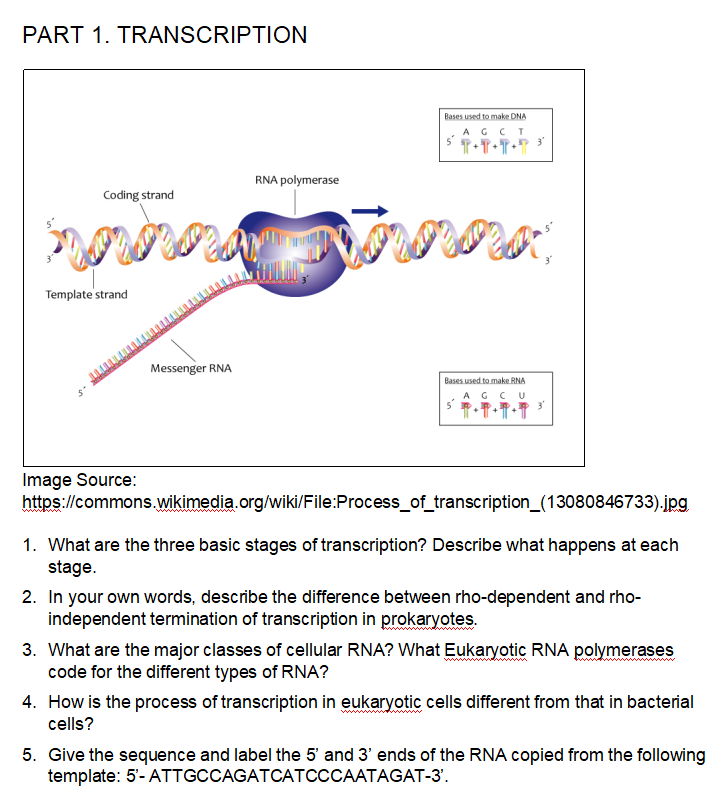 Solved PART 1. TRANSCRIPTION Bases used to make DNA Acci 1 3 | Chegg.com