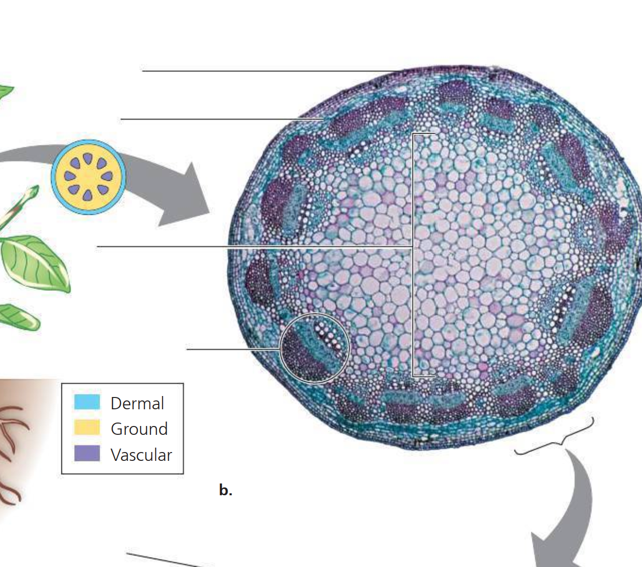 Solved Please help me label this root structure for both | Chegg.com