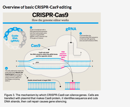 based-on-figure-3-how-is-crispr-cas9-being-used-more-chegg