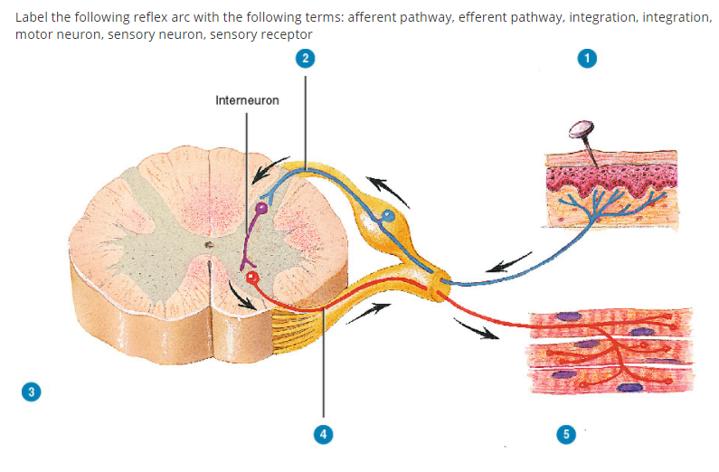 sensory neuron labeled