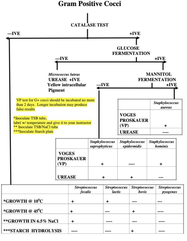 Gram Negative Cocci Flow Chart