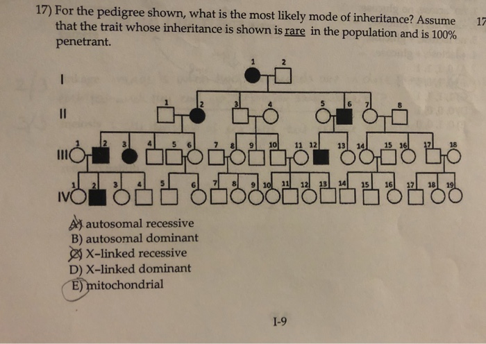 Solved 17) For the pedigree shown, what is the most likely | Chegg.com