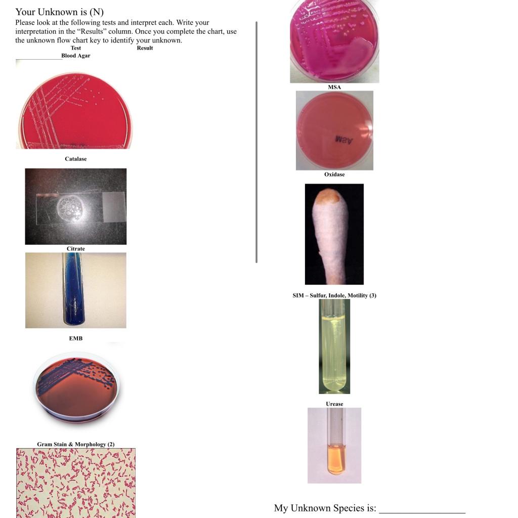 Solved My Unknown Species is: | Chegg.com