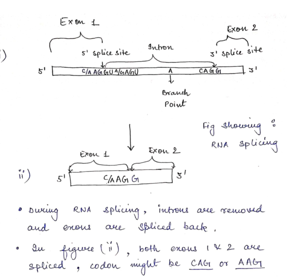 Solved Identify and show the start codon in the mature mRNA | Chegg.com