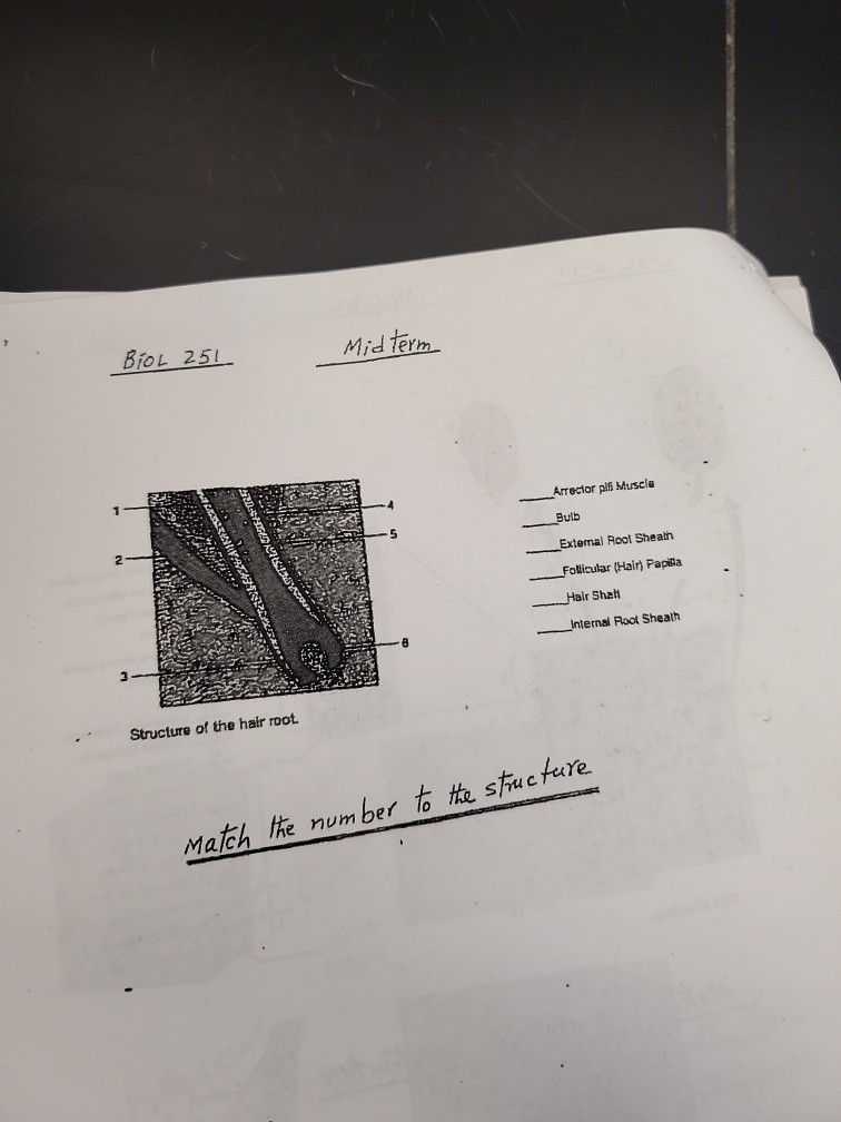 Solved Biol 251 Mid Term Arrector Pili Muscle Bulb Extern