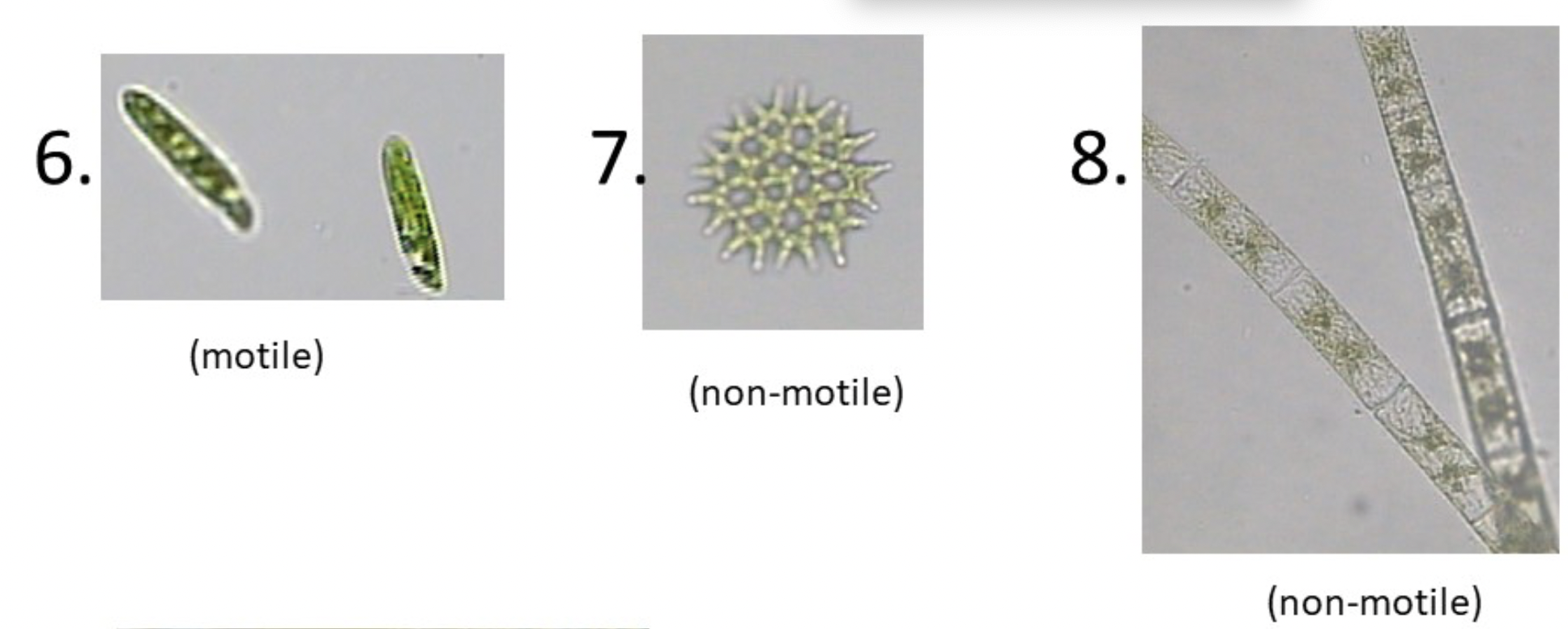 Solved Possible options for organisms: Peridinium, | Chegg.com