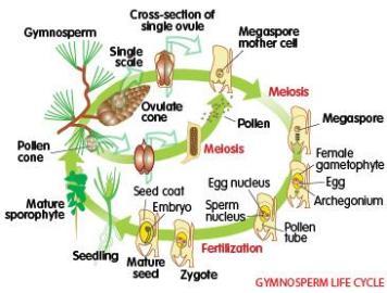 pinophyta life cycle