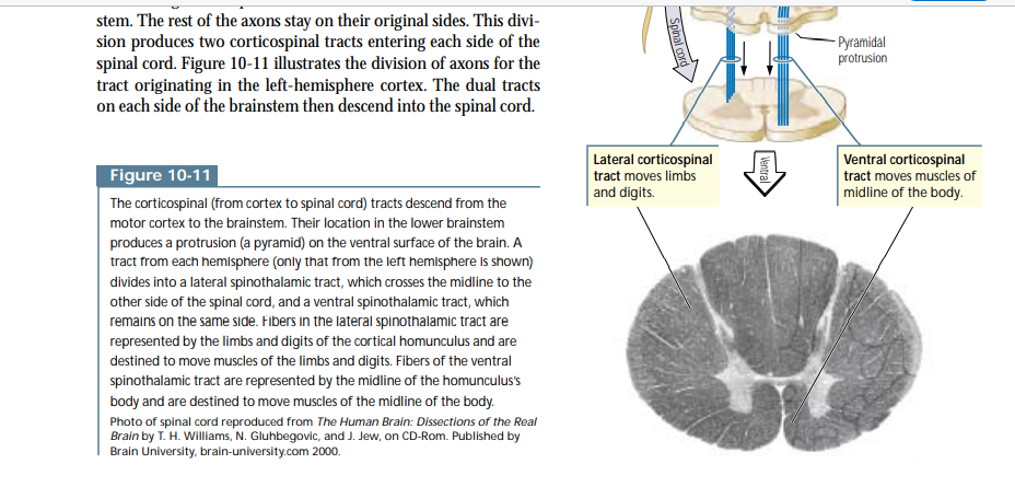 Solved Question: Describe the pathway taken by motor Biology Diagrams