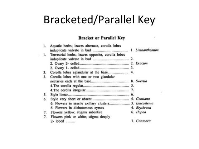 dichotomous key examples for fruit