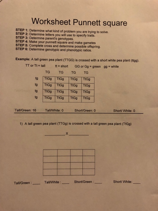 Solved: Worksheet Punnett Square STEP 1: Determine What Ki... | Chegg.com