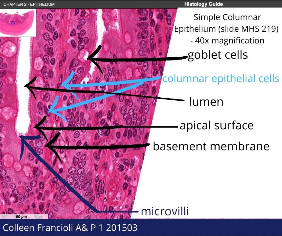 simple squamous epithelium slide labeled