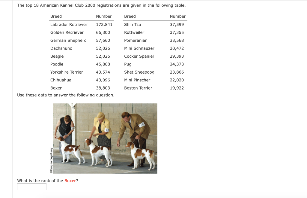 American kennel 2024 club ranking