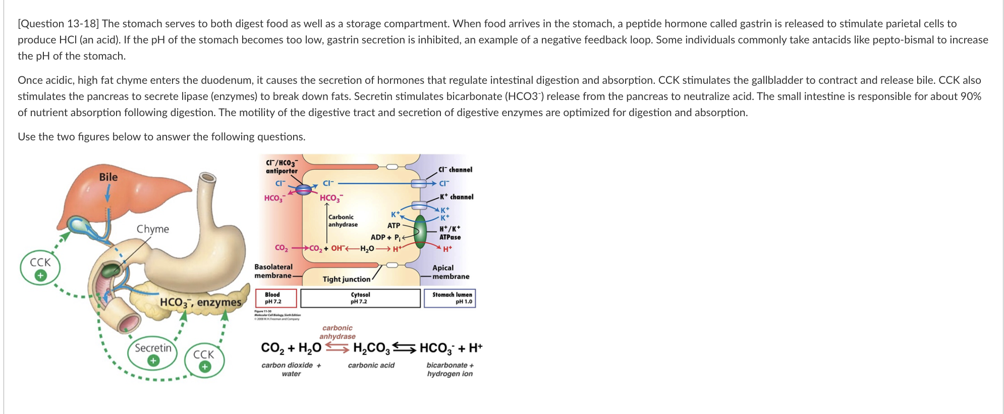 the \( \mathrm{pH} \) of the stomach. of nutrient absorption following digestion. The motility of the digestive tract and sec